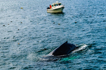 船和鲸鱼, 科德角, 马萨诸塞州美国