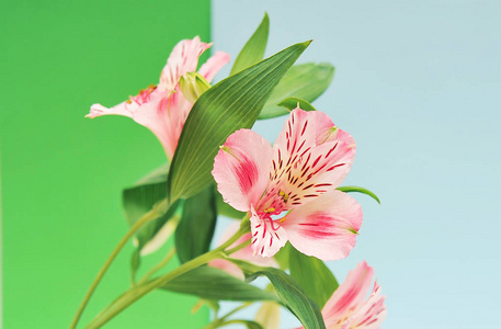 浅色背景下的 Alstroemeria