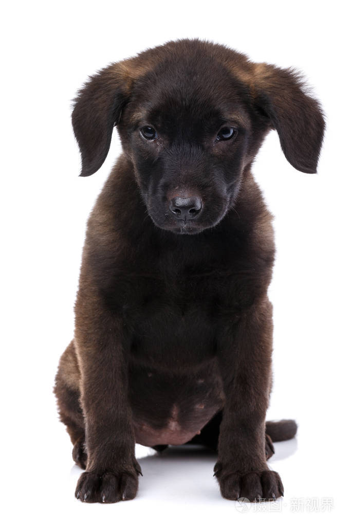 年轻的黑狗摆在白色照片-正版商用图片07tauq-摄图新视界