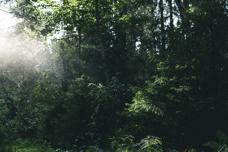 forestof 挪威的雨下得很深