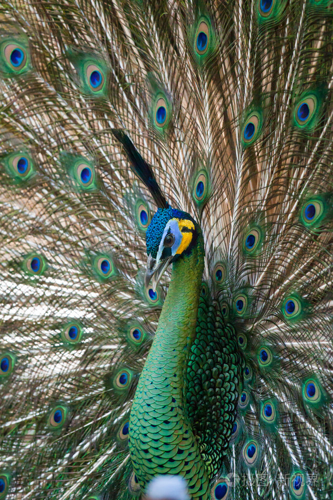 用他的尾巴羽毛的孔雀孔雀动物园里的动物