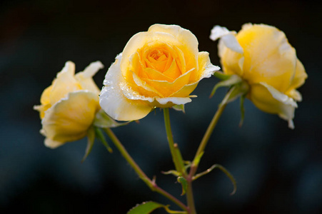 娇嫩的黄玫瑰花在树枝上, 叶子上有绿叶, 雨后有丰富的露珠。特写