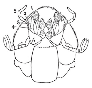 粪便甲虫的腹部视图是大约四倍自然大小, 复古线条画或雕刻插图