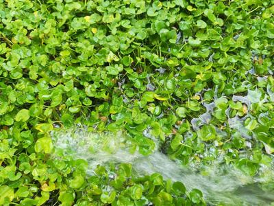 草地和水在花园里的草坪