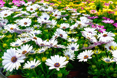 郁郁葱葱的青草和白色的滨雏菊 Osteospermum ecklonis