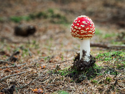 秋针叶林幼蝇木耳 鹅 muscaria