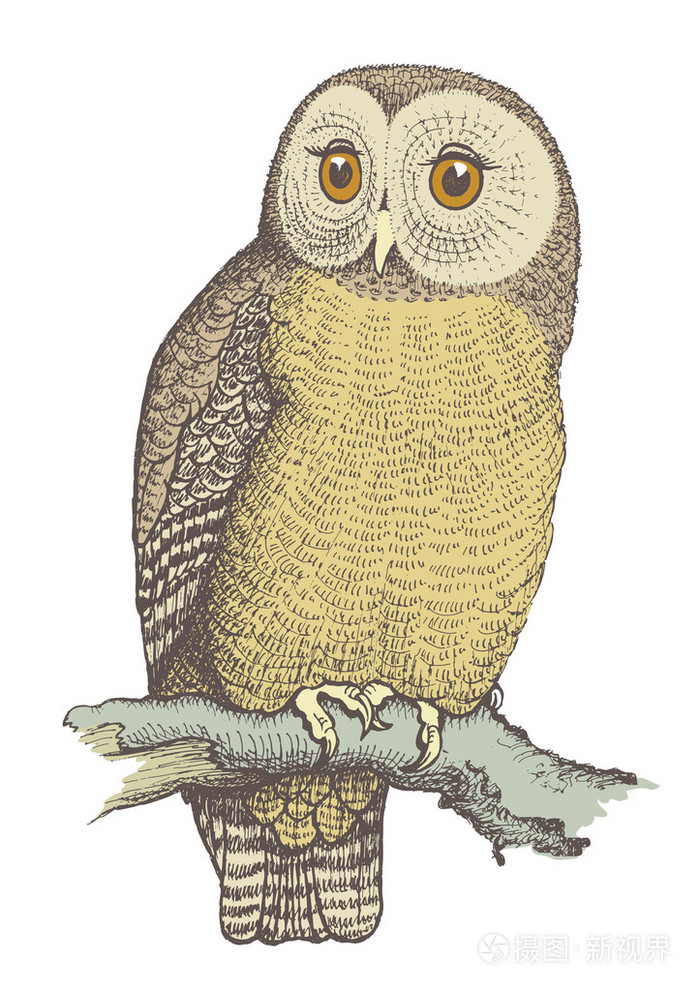 猫头鹰手绘,矢量插画颜色