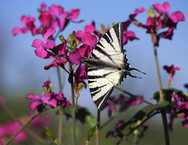 蝴蝶 papolio machaon 在蓝天的背景下飞翔在紫色的花朵上
