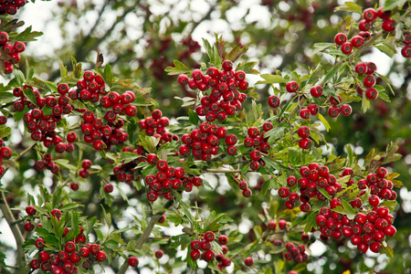 Hawthorn. Cratagus