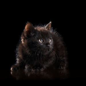 黑色背景上的黑色小猫