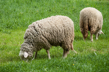 在一片草地放牧绵羊
