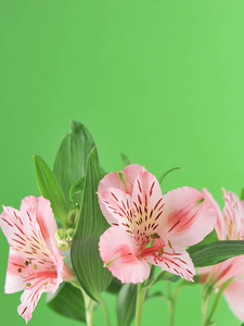 光背景下的 Alstroemeria