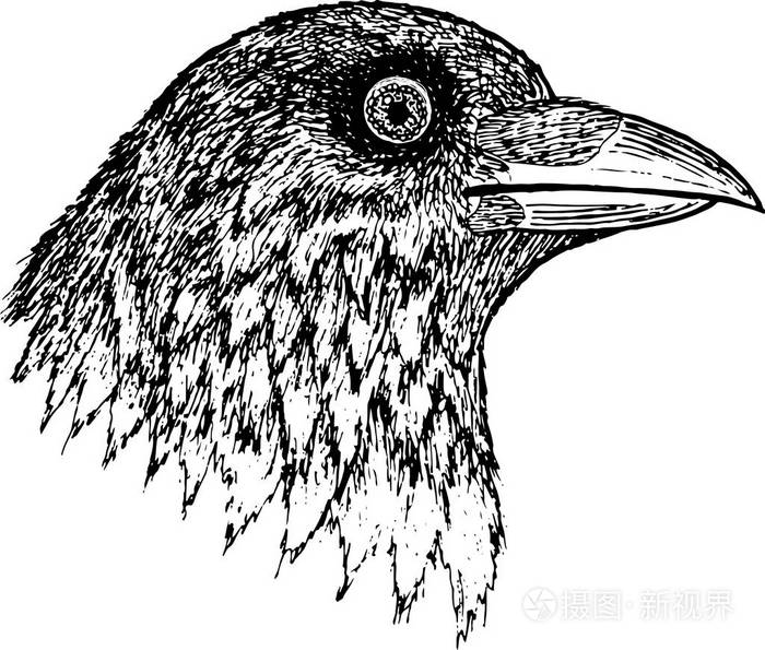乌鸦墨水图形图稿.向量例证插画-正版商用图片07tld6-摄图新视界