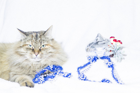 三色女性的圣诞装饰的西伯利亚猫