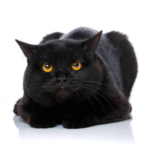 一只可爱的黑猫苏格兰直的肖像照片
