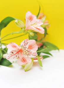 光背景下的 Alstroemeria