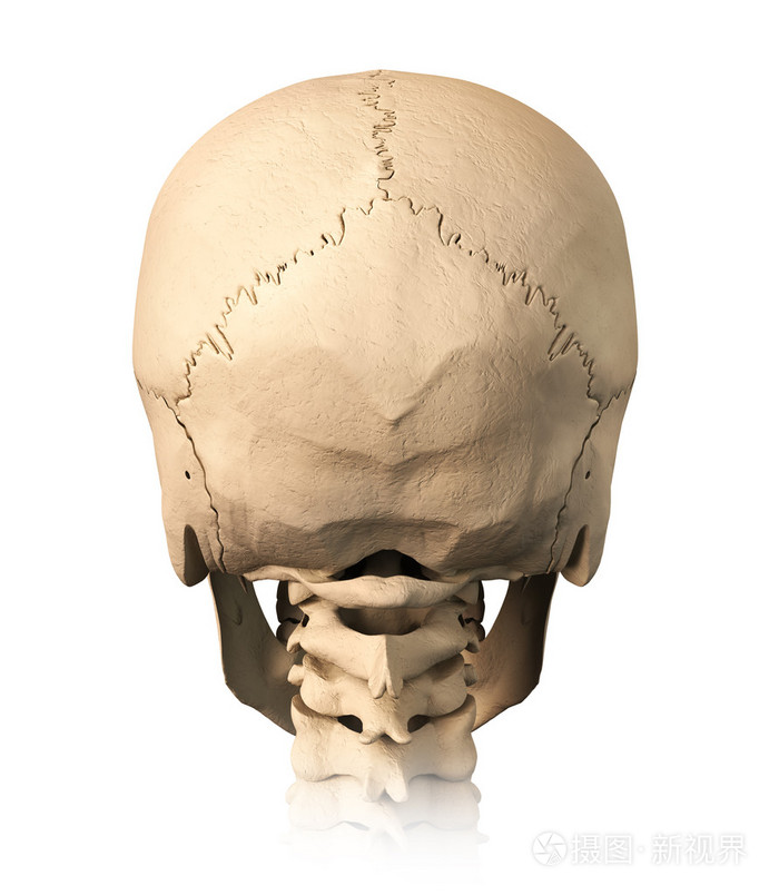 人类头骨,背视图