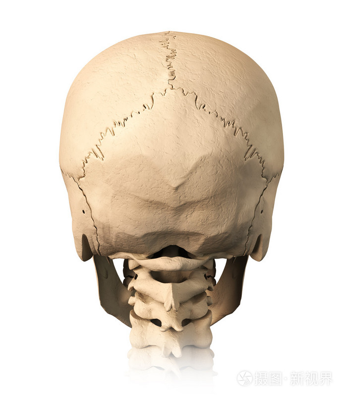正常人类头骨图片图片