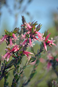 澳大利亚本地粉红色五角花, Styphelia triflora, 家庭杜鹃花科, 生长在健康沿小马利 Firetrail, 皇