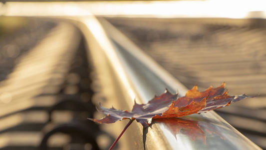 老生锈的铁轨上的黄枫叶。孤独的概念与秋季的来临