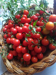 新鲜采摘的西红柿篮子