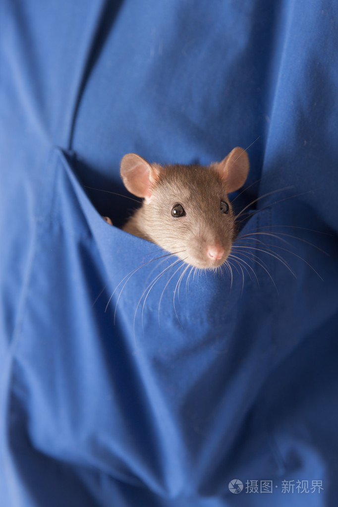 好奇的老鼠