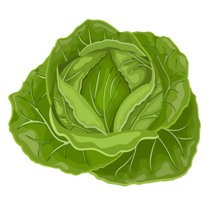 新鲜的绿色甘蓝蔬菜分离.白菜农场市场,素食沙拉食谱设计.