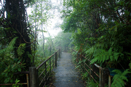 自然走在雨林和云量