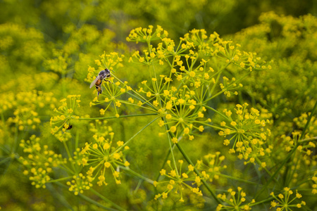 小黄花与蜜蜂图片