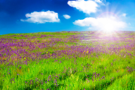 紫色的花，在 sunsrise 的字段