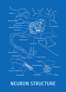 神经元的结构。矢量