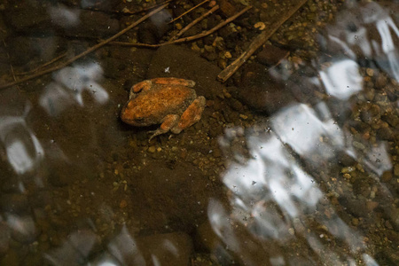 山脚下的黄色腿青蛙躺在水下在加州红杉森林溪流