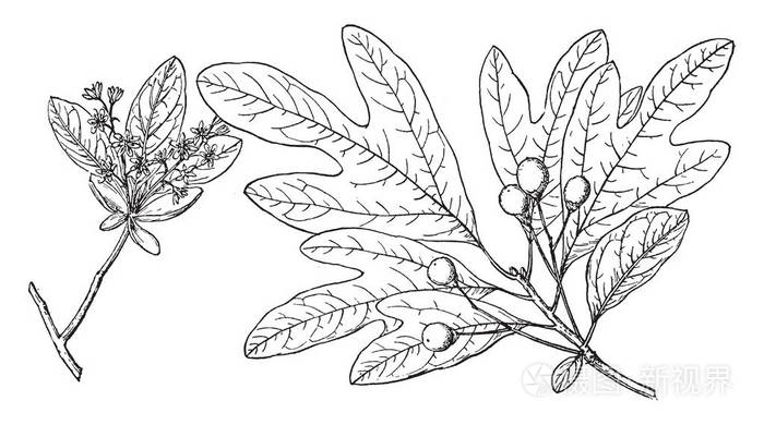 北美的月桂树 樟科 芳香叶 树皮 和根被用作调味 作为传统的家庭医学 作为茶 复古线条画或雕刻插图插画 正版商用图片07tzye 摄图新视界