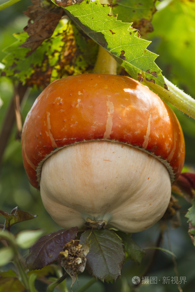 一个漂亮的南瓜