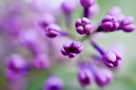 丁香花盛开之前