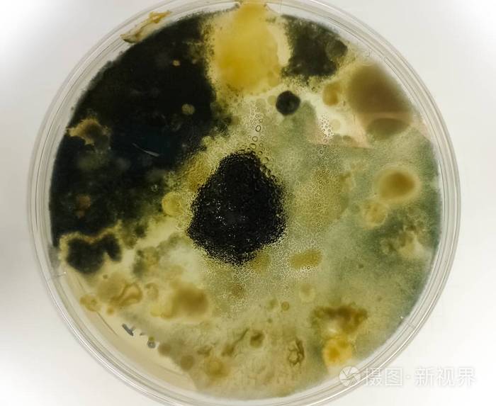 培养皿与黑色和黄色真菌在科学微生物学实验室中种植样本后.