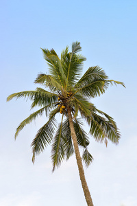 棕榈树椰子的果实图片