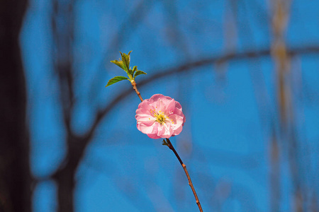 一朵樱花照片真实图片图片