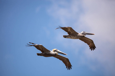 褐鹈鹕鸟 Pelecanus 花蓟马