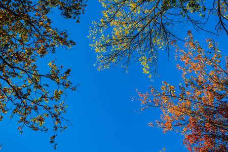 美丽的秋树红色, 绿色, 黄色在蓝天背景下的颜色