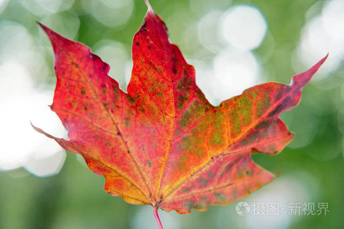 绿叶背景下的红叶照片 正版商用图片07u425 摄图新视界