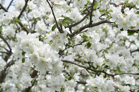 白花开花树