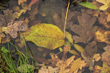 橙色和黄色的叶子在水中的水坑和沿 auturm 的绿色草地的边缘