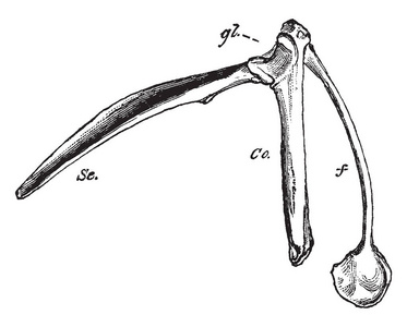 在 hypocleideum, 复古线条画或雕刻插图终止下面的鸟的胸弓