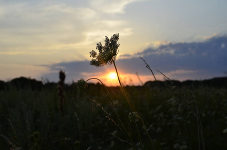 美丽的夕阳穿过田野的花朵