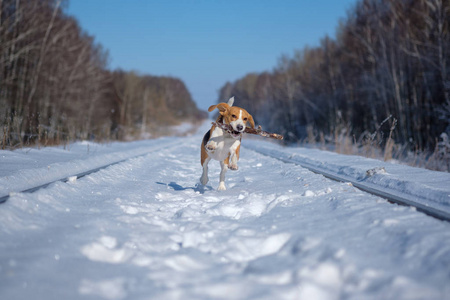 小猎犬在冬天的森林里奔跑玩耍