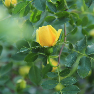 在春天的花园新鲜黄玫瑰
