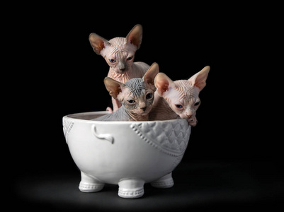 Sphynx 小猫在碗里
