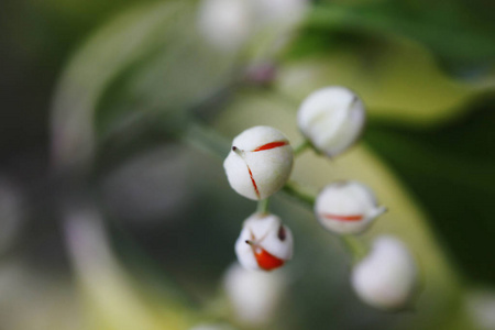 秋花特写镜头