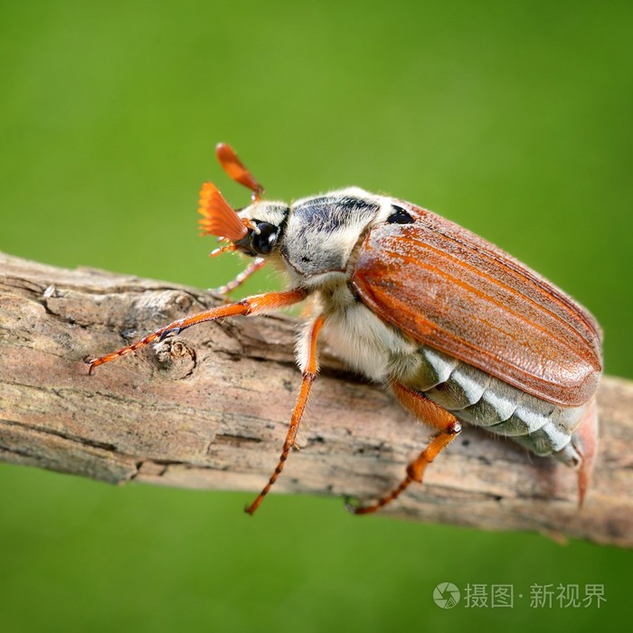 金龟子或5月在自然环境中的bug大栗大栗